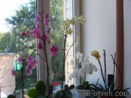 orhideja-орхидея